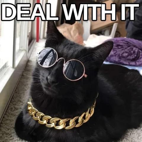 Deal with Cat