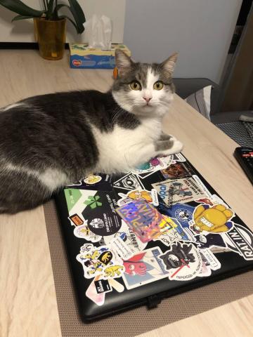 Cat developer or not