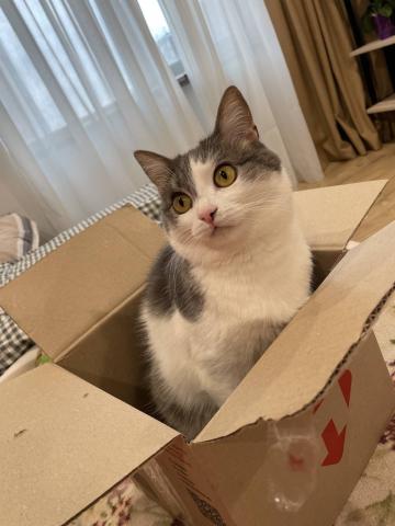 Kiki in the box